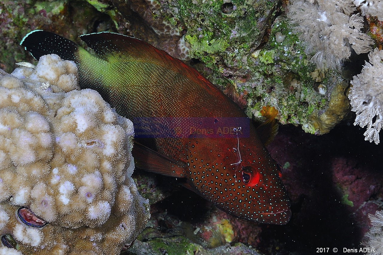 Cephalopholis hemistikta-Periclimenes-longicarpus crevette des anemones Safaga Tobia harba-12m-20171121-Denis-ADER-DSC_3338_tn.jpg
